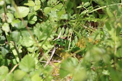 Lacerta bilineata