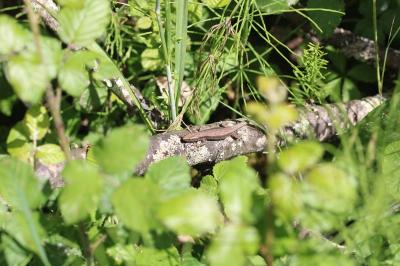 Podarcis muralis