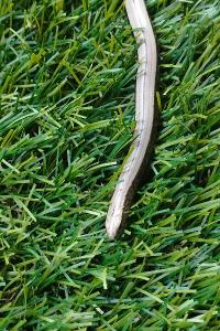 Anguis fragilis