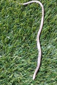 Anguis fragilis