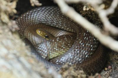 Zamenis longissimus