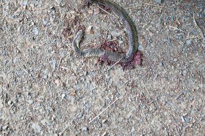 Hierophis viridiflavus