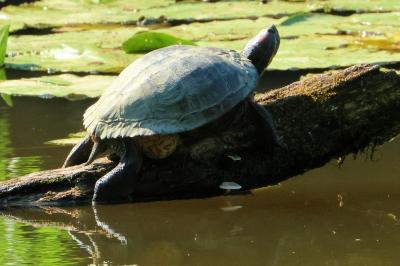 Trachemys scripta