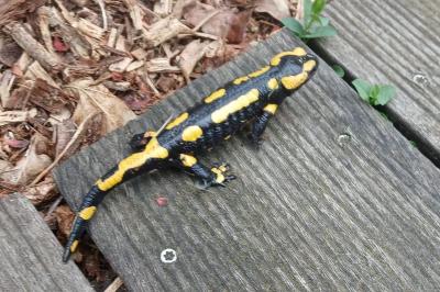 Salamandra salamandra