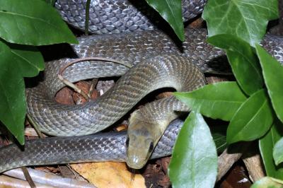 Zamenis longissimus