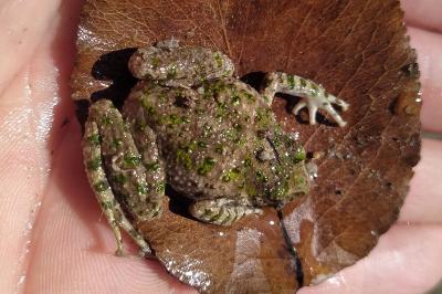 Pelodytes punctatus