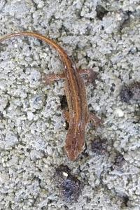 Lissotriton helveticus