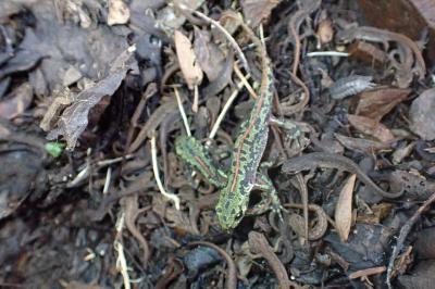 Triturus marmoratus