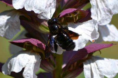 Xylocopa violacea
