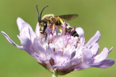 Halictus scabiosae