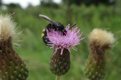 Scolia hirta
