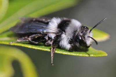 Andrena cineraria
