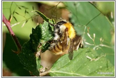 Bombus pascuorum
