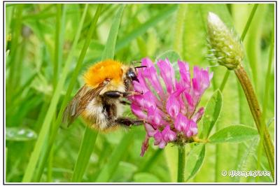 Bombus pascuorum