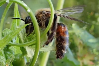 Andrena florea