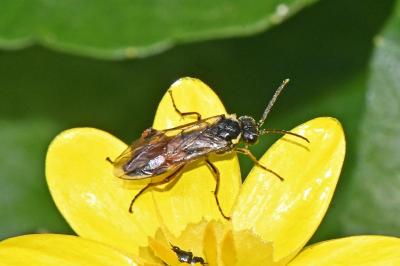 Aglaostigma aucupariae