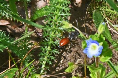 Nomada fabriciana