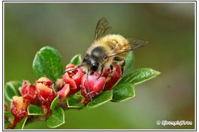 Osmia bicornis