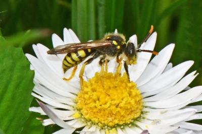 Nomada goodeniana
