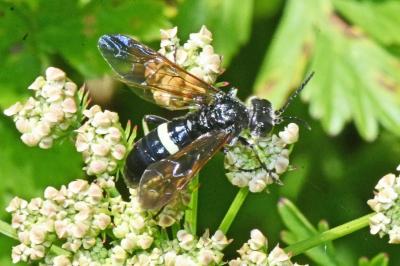 Cephaledo bifasciata