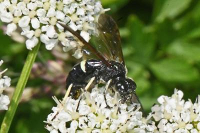 Cephaledo bifasciata