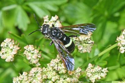 Cephaledo bifasciata