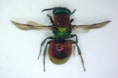 Hedychrum niemelai