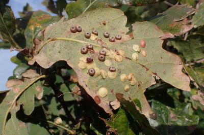 Neuroterus numismalis