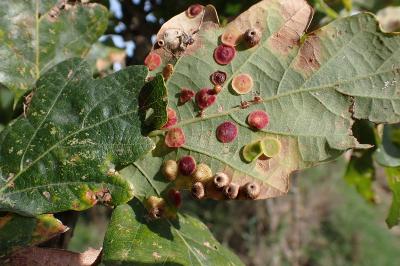 Neuroterus quercusbaccarum