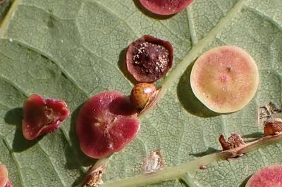 Neuroterus anthracinus