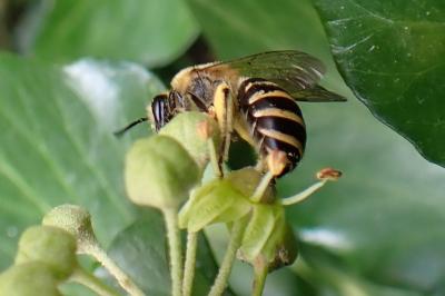 Colletes hederae
