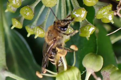Colletes hederae
