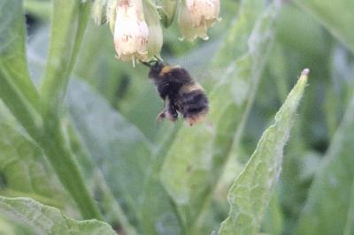 Bombus pratorum