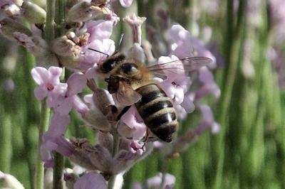 Apis mellifera