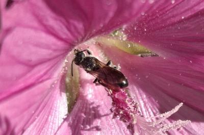 Chelostoma rapunculi