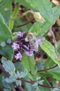 Bombus pascuorum