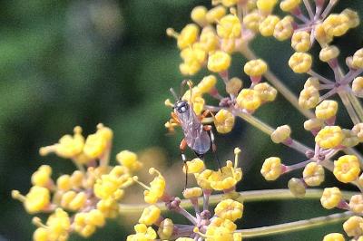 Diplazon laetatorius