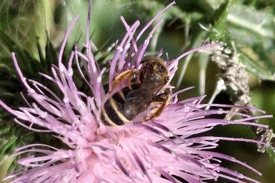 Halictus scabiosae