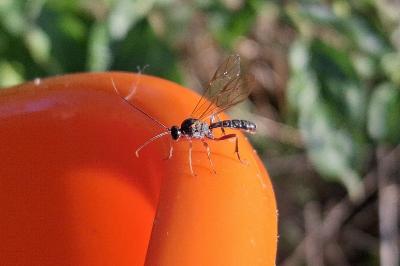 Dyspetes luteomarginatus