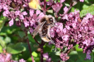 Bombus lapidarius