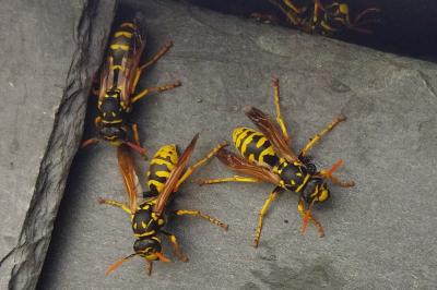 Polistes dominula