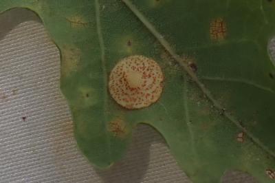 Neuroterus quercusbaccarum