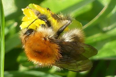 Bombus pascuorum