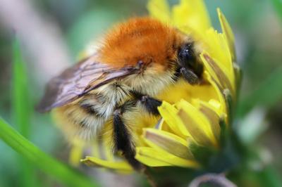 Bombus pascuorum