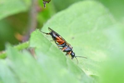 Aglaostigma aucupariae