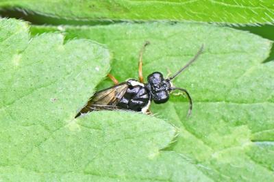Aglaostigma aucupariae