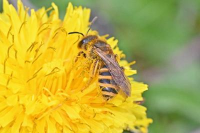 Halictus scabiosae