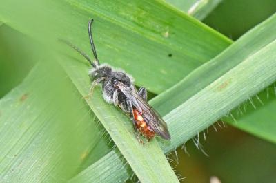 Nomada