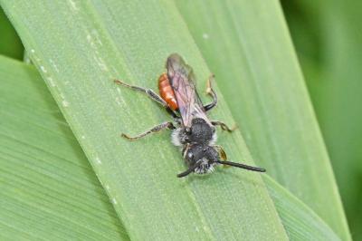 Nomada