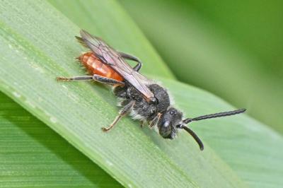 Nomada